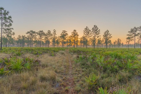 A wildlife reserve in Florida