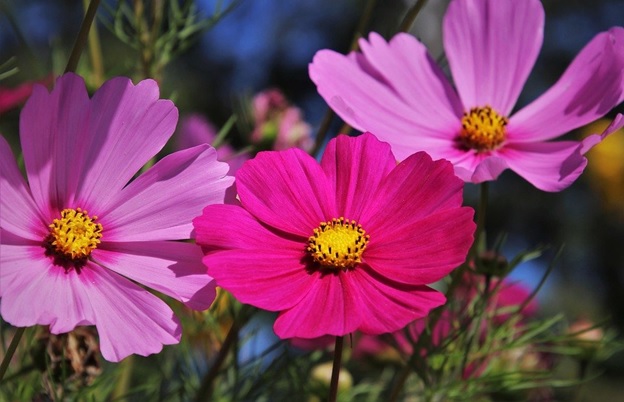 Pink and purple flowers in a botanical garden