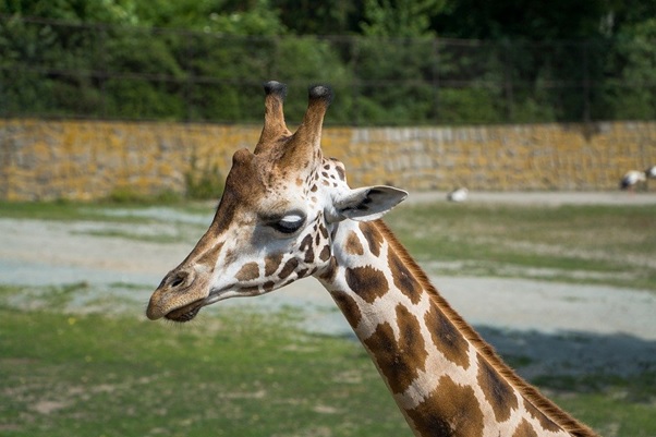 A giraffe in a safari in Tampa