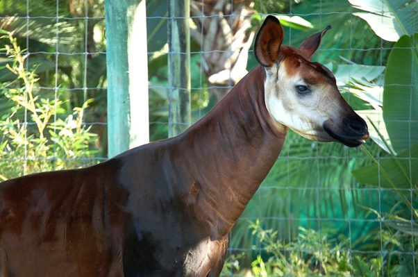 An okapi in a zoo in Tampa